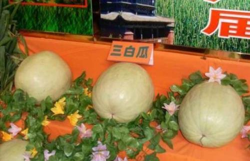 西瓜|见过白皮白瓤白籽的西瓜吗？河北一地特产，曾是贡品现却无人知晓