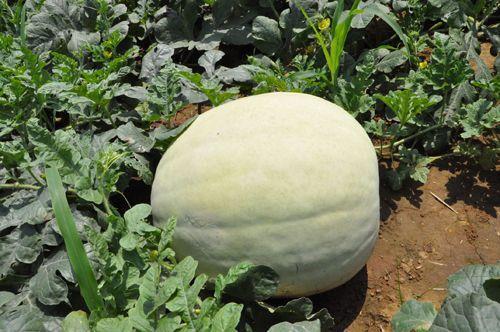 见过白皮白瓤白籽的西瓜吗?河北一地特产,曾是贡品现却无人知晓_腾讯