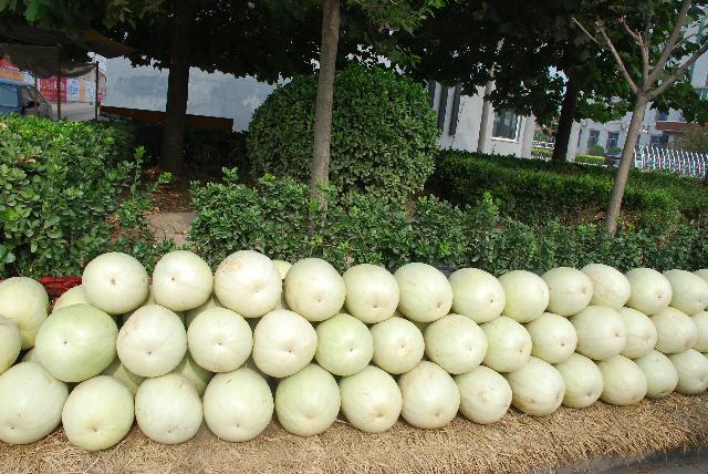 西瓜|见过白皮白瓤白籽的西瓜吗？河北一地特产，曾是贡品现却无人知晓