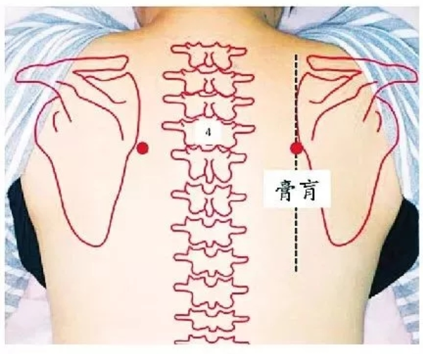 【穴位定位】膏肓俞穴位於背部.