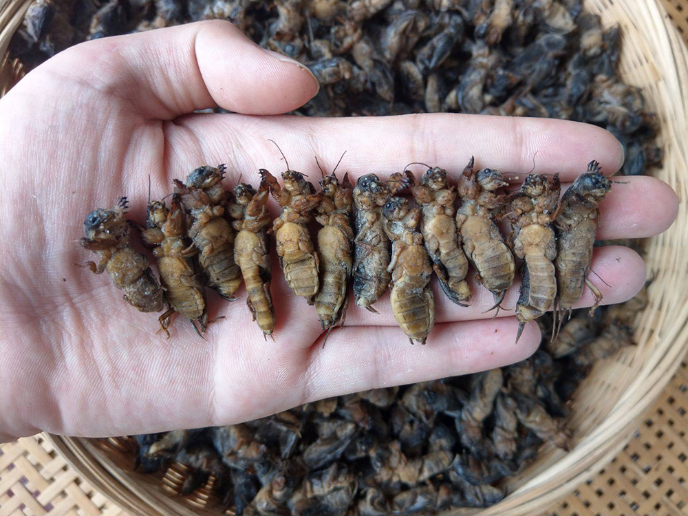 俗称"土狗儿",过去抓来喂鸭,如今却成稀罕美食,常年百元一斤