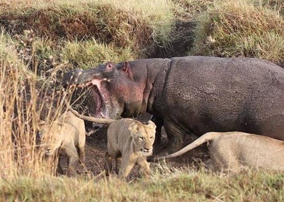 狮子|狮子的天敌终于出现了，吃狮子就像吃辣条，太厉害了！