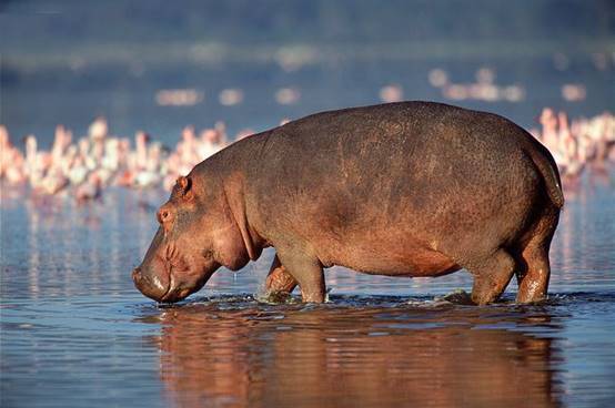 狮子|狮子的天敌终于出现了，吃狮子就像吃辣条，太厉害了！