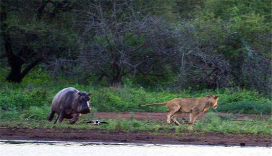 狮子|狮子的天敌终于出现了，吃狮子就像吃辣条，太厉害了！