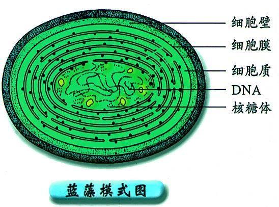 栅藻细胞结构图图片