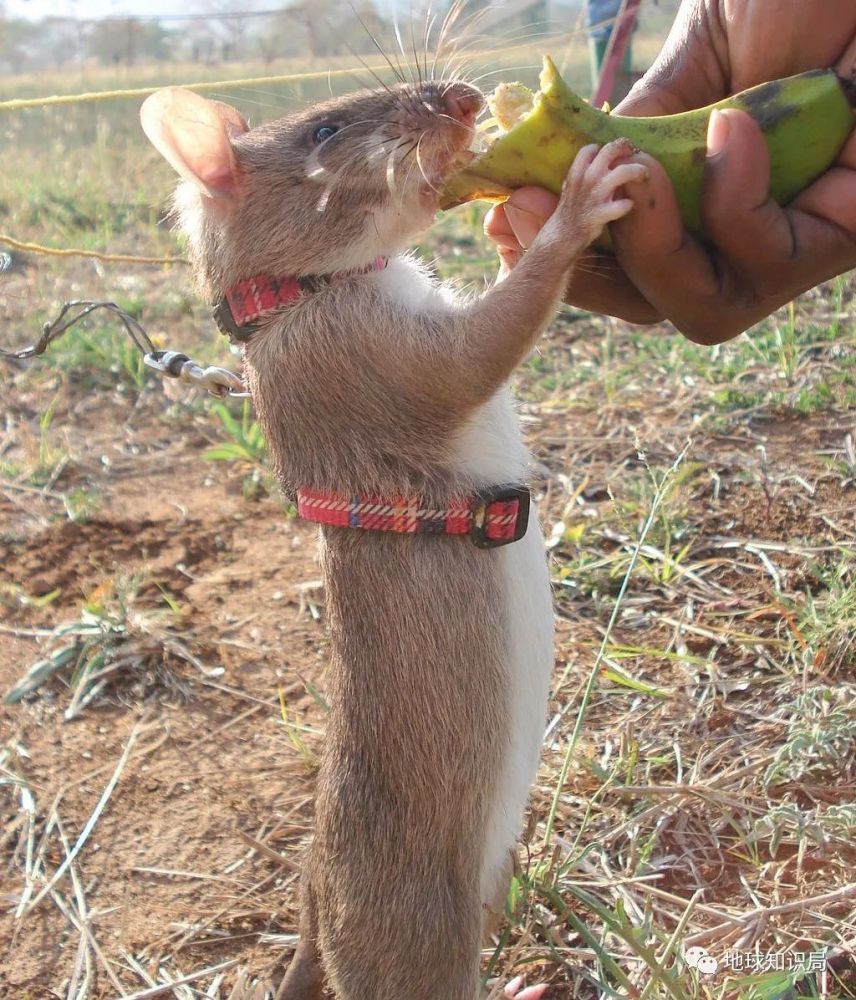 地雷|柬埔寨，一个踩在地雷上的国家