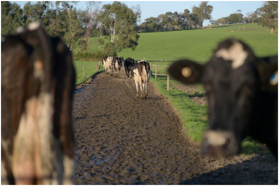 澳大利亚|港媒：过剩牛肉卖给美国、韩国不是长远之计，澳大利亚还是得靠中国？