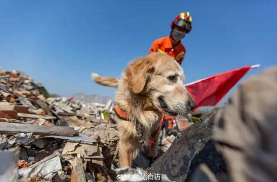 金毛连续搜救13个小时全身都是泥巴这是它最后一次执勤