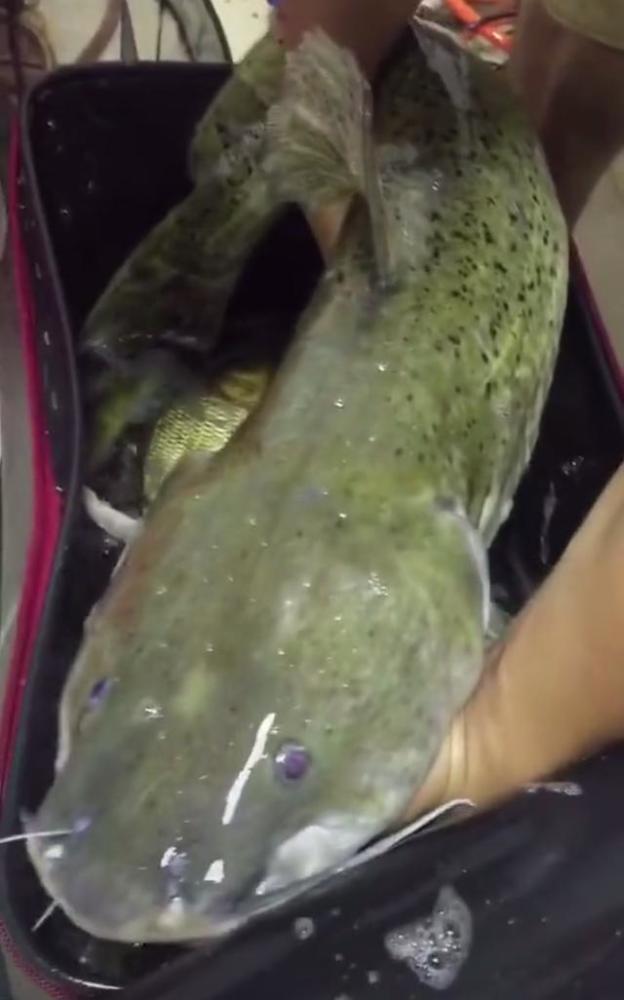 柳江洪水老乡浊流中钓起巨型芝麻剑路人几千到手了