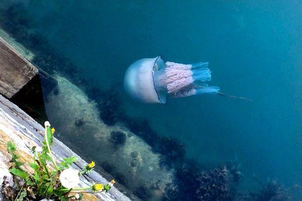 本·哈特|英国康沃尔海滩出现的巨型水母，形状可怖让游客仓皇逃窜