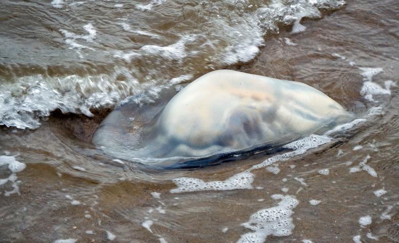 本·哈特|英国康沃尔海滩出现的巨型水母，形状可怖让游客仓皇逃窜