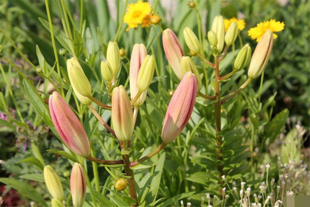辛苦养花一年 花期时花蕾脱落太伤心了 一般是以下4种原因导致 腾讯新闻