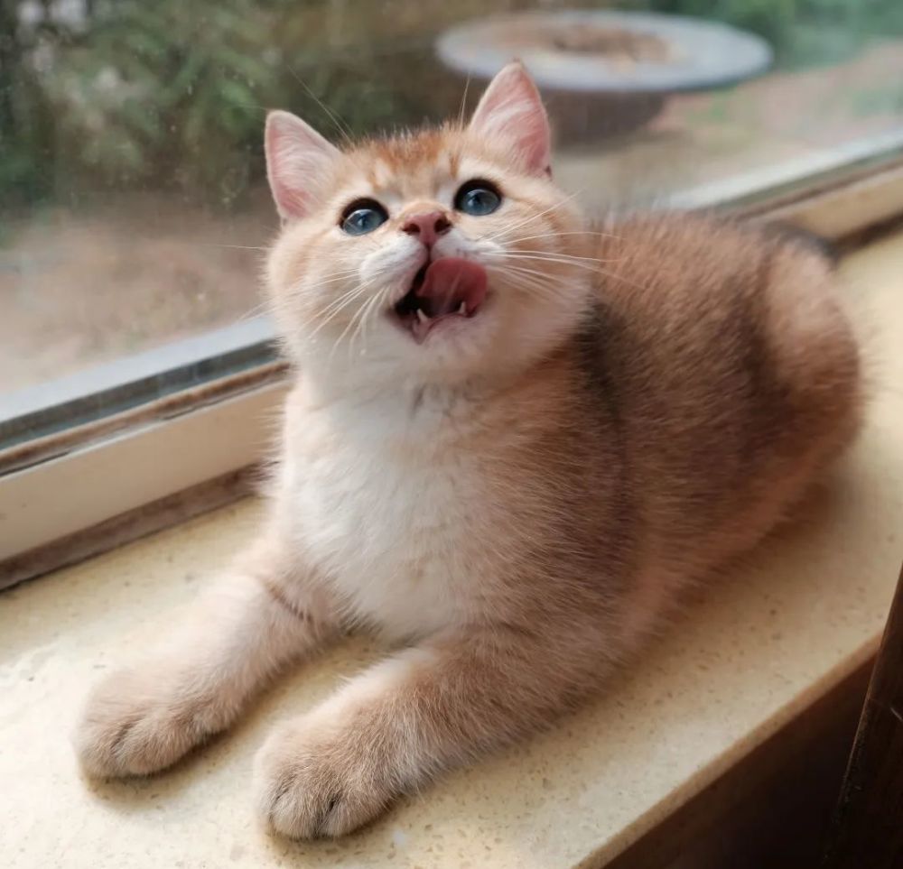 放养猫咪到底行不行 腾讯新闻