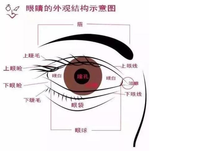 眼睑:北京李靖美术培训画室呈球体,嵌在眼眶内,其表面湿润,反射光线