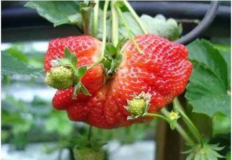 为什么会产生畸形果从植物细胞结构来分析畸形果产生的原因