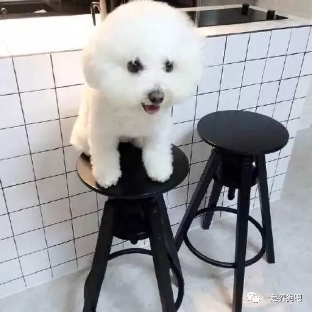 夏季如何护理比熊犬?注意这7点,避免狗子遭罪