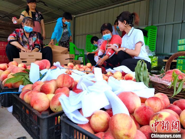 北京平谷|北京平谷举办甜桃王擂台赛 比甜度 赛品质 拼诚信