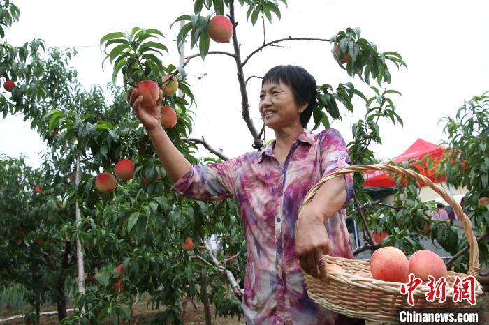 北京平谷|北京平谷举办甜桃王擂台赛 比甜度 赛品质 拼诚信