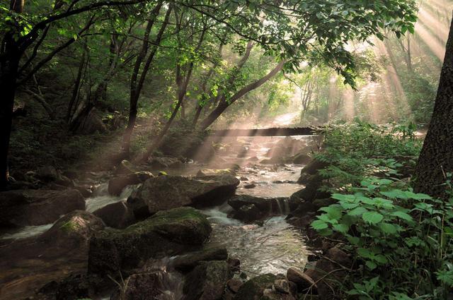 咏蝉|吵闹的知了，却是诗人的寄托，唐代“咏蝉”诗三绝，你最爱哪首