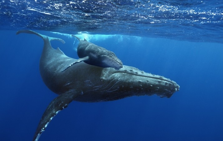 座头鲸|人类会保护其他动物，动物也会保护别的动物吗？为什么？