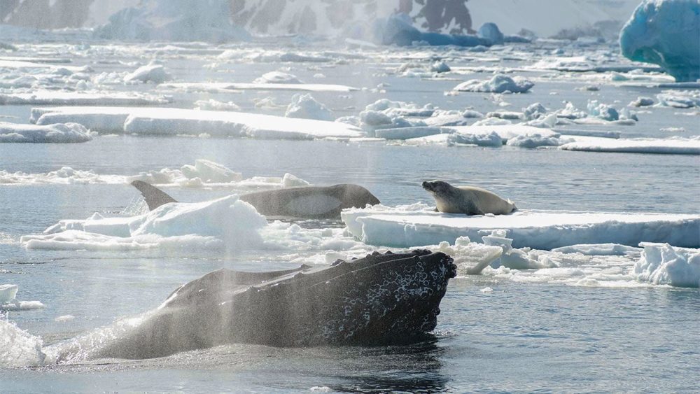 座头鲸|人类会保护其他动物，动物也会保护别的动物吗？为什么？