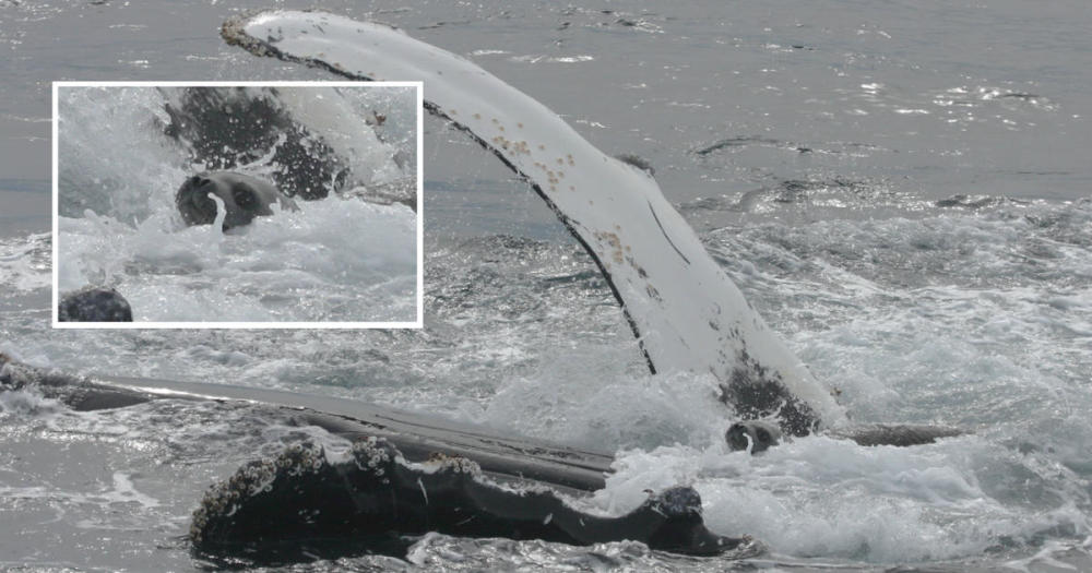 座头鲸|人类会保护其他动物，动物也会保护别的动物吗？为什么？