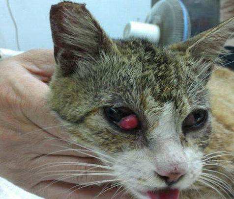 【喵喵】樱桃眼?很好看吗?不!是很治疗的罕见病!