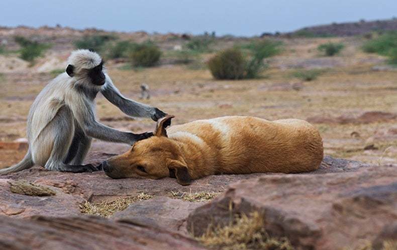 座头鲸|人类会保护其他动物，动物也会保护别的动物吗？为什么？