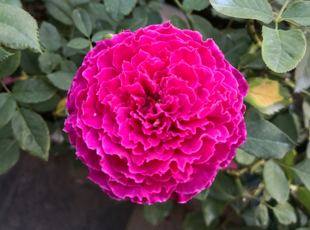 8款冷门月季表现特别好但是养的人不多