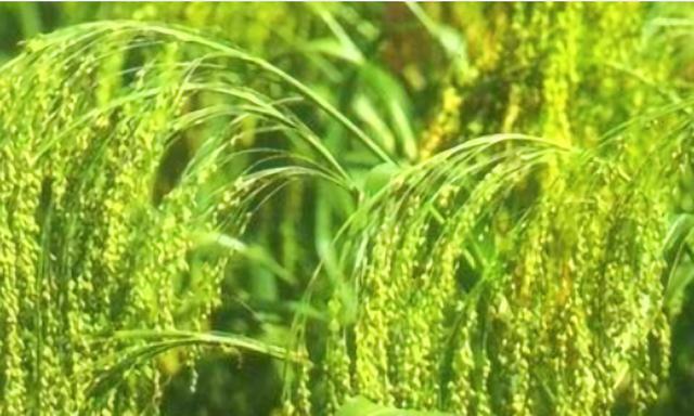 水稻|黍为什么没有像小麦、水稻一样成为现代人主粮？