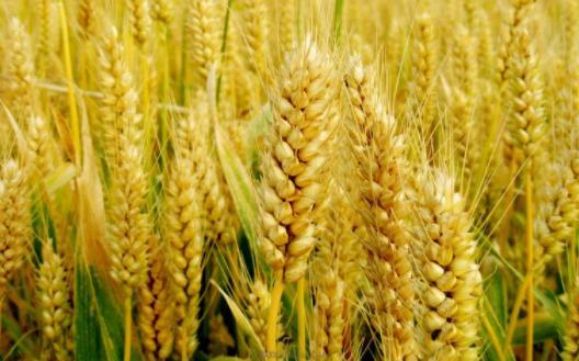 水稻|黍为什么没有像小麦、水稻一样成为现代人主粮？