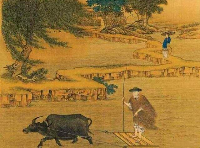 水稻|黍为什么没有像小麦、水稻一样成为现代人主粮？