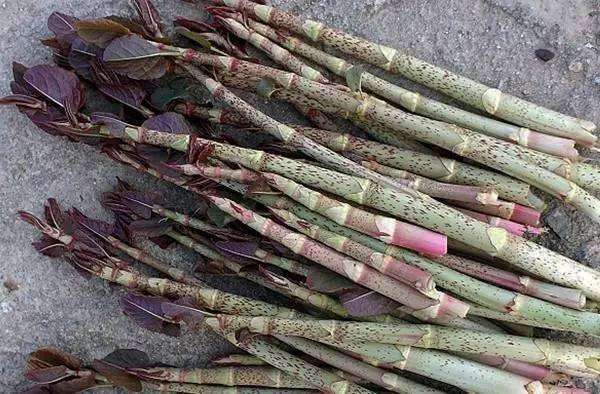 因为味道酸酸的,也被叫做酸杆子,酸酐,花斑竹,酸梗等,作为一种外来