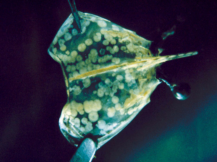 对虾|对虾，病毒，和中国人的全球化