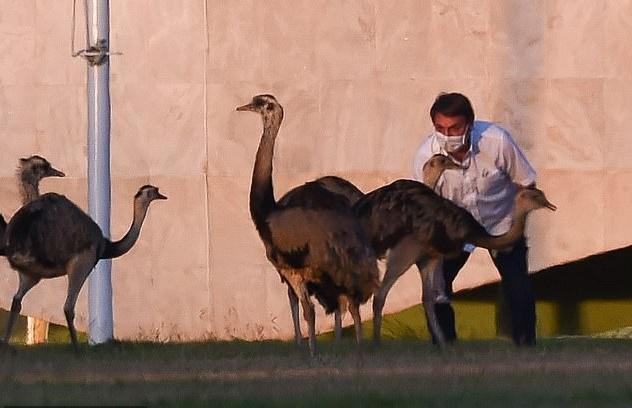 博索纳罗|巴西总统感染新冠期间又外出散步喂鸟，一周内2次被大鸟啄伤