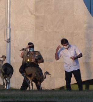 博索纳罗|巴西总统感染新冠期间又外出散步喂鸟，一周内2次被大鸟啄伤