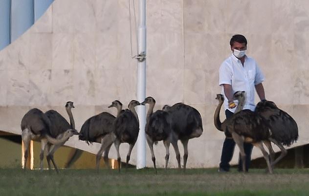 博索纳罗|巴西总统感染新冠期间又外出散步喂鸟，一周内2次被大鸟啄伤