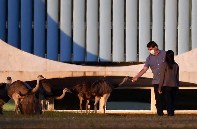博索纳罗|巴西总统感染新冠期间又外出散步喂鸟，一周内2次被大鸟啄伤