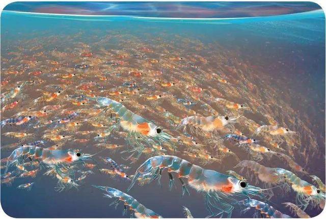 磷虾|南极磷虾为何号称“海洋粮食”，储量超全世界粮食总量，营养还高