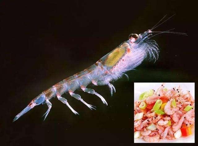 磷虾|南极磷虾为何号称“海洋粮食”，储量超全世界粮食总量，营养还高