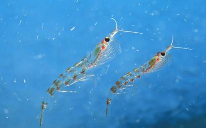 磷虾|南极磷虾为何号称“海洋粮食”，储量超全世界粮食总量，营养还高