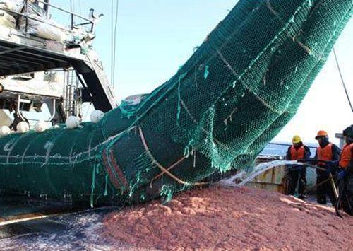 磷虾|南极磷虾为何号称“海洋粮食”，储量超全世界粮食总量，营养还高