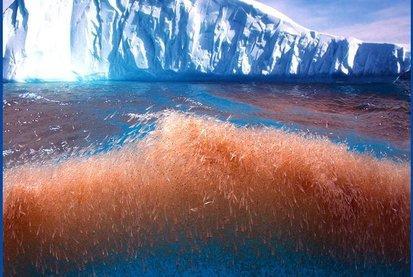 磷虾|南极磷虾为何号称“海洋粮食”，储量超全世界粮食总量，营养还高