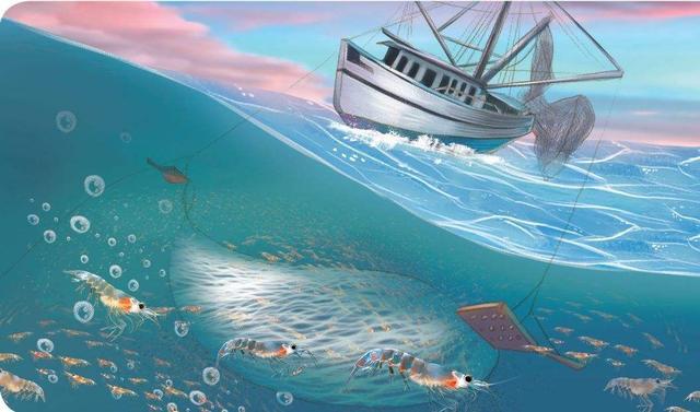 磷虾|南极磷虾为何号称“海洋粮食”，储量超全世界粮食总量，营养还高