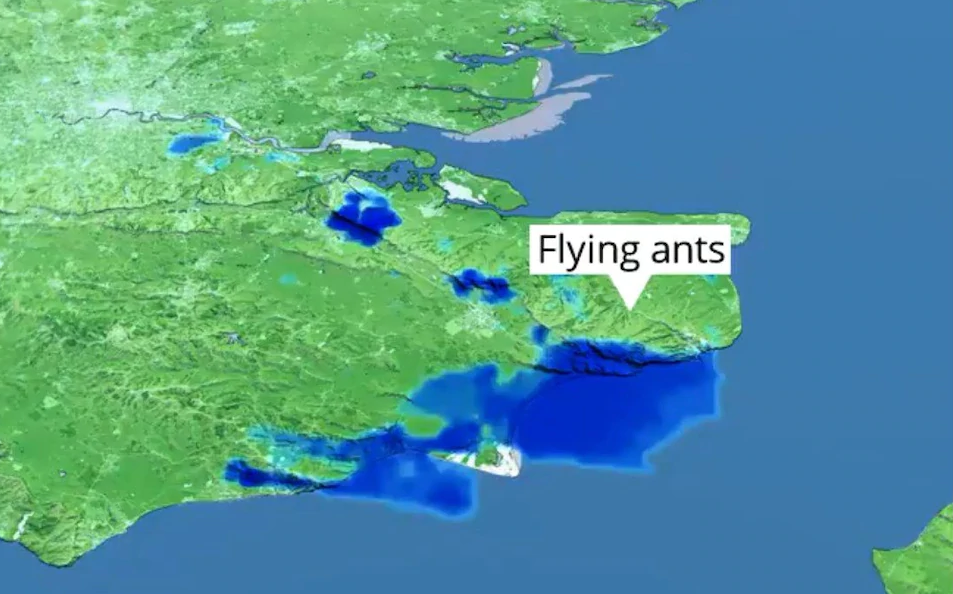 英国_社会|蚂蚁太多了！大量蚁群起飞遮天蔽日，竟然干扰了英国气象雷达