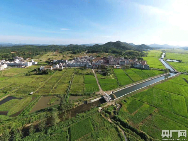 江西分宜:松柏"常青",奋斗不息|杨桥镇|江西|林常青|现代农业|松柏