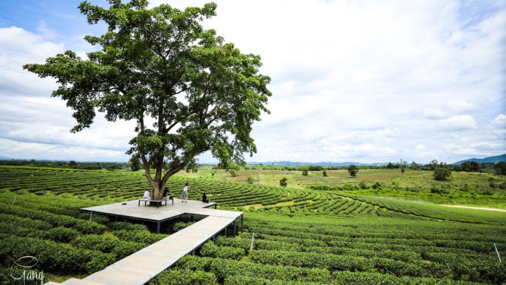 泰国清莱网红的翠峰茶园,不仅有万里茶园风光还可体验热带茶香