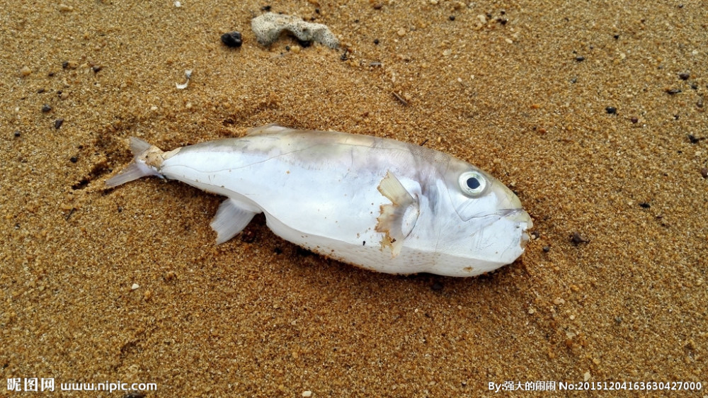 撒开在人来人往的市场里 垂死挣扎 谁都不屑一顾 理所当然的食物 是否