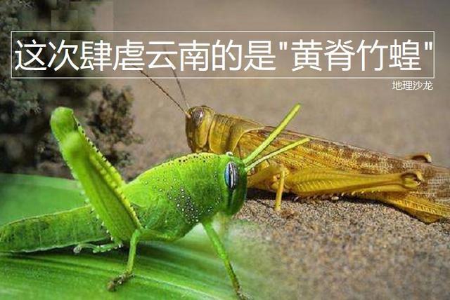 沙漠飞蝗|我国西南部的云南省出现“蝗灾”，不过并不是之前的“沙漠飞蝗”