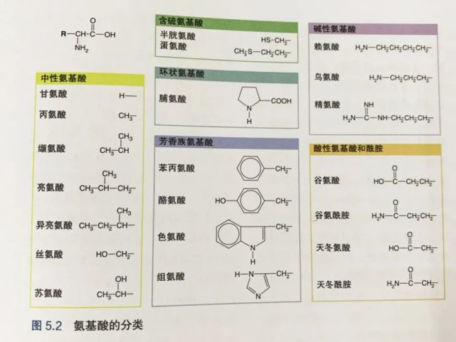 每天要摄入多少蛋白质才合适?